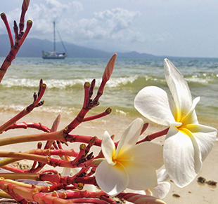 Frangipani with sailboat Karl on a beautiful beach in San Blas